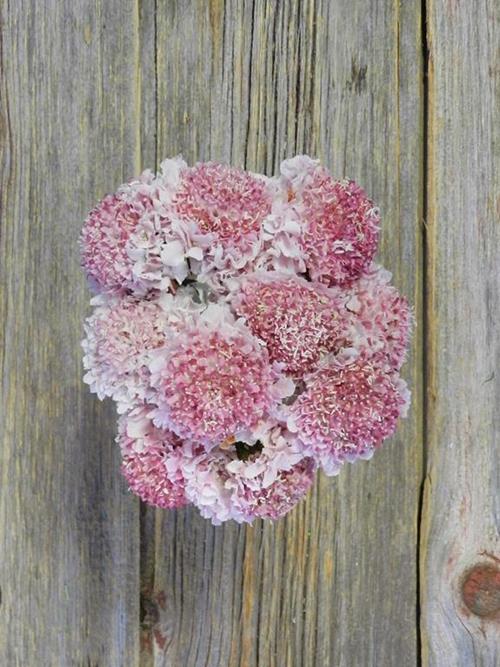 MARSHMALLOW SCOOP  PINK SCABIOSA